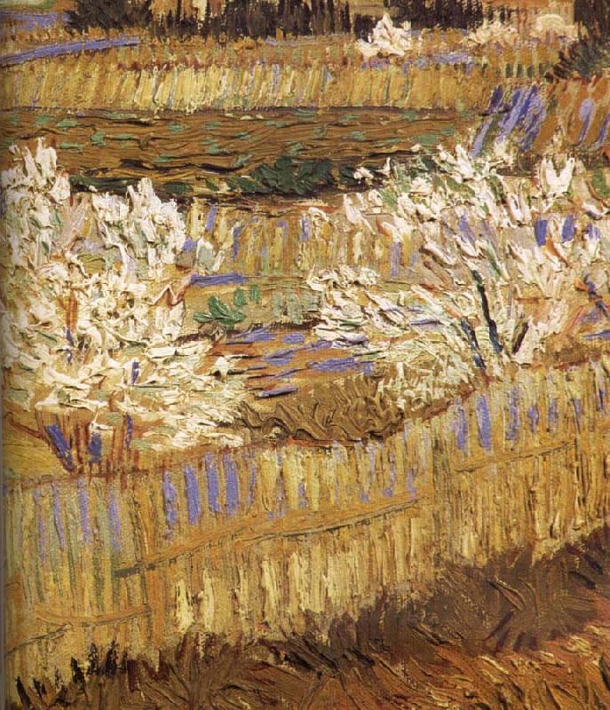 Vincent Van Gogh Detail of blooming peach Germany oil painting art
